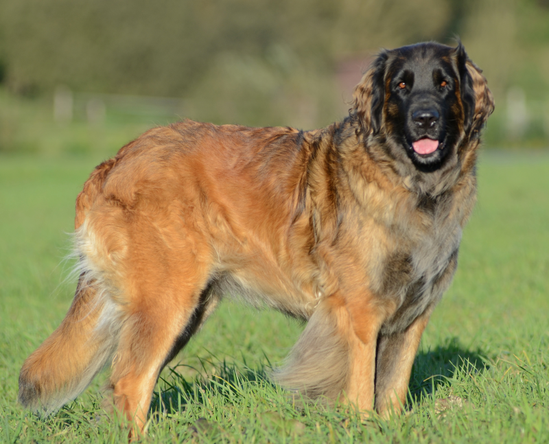 Leonberger