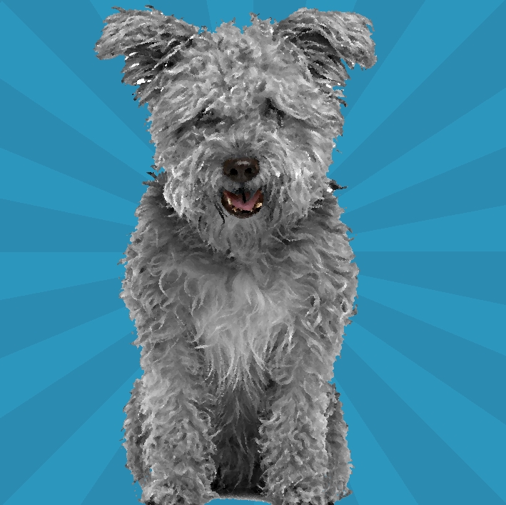 Pumi